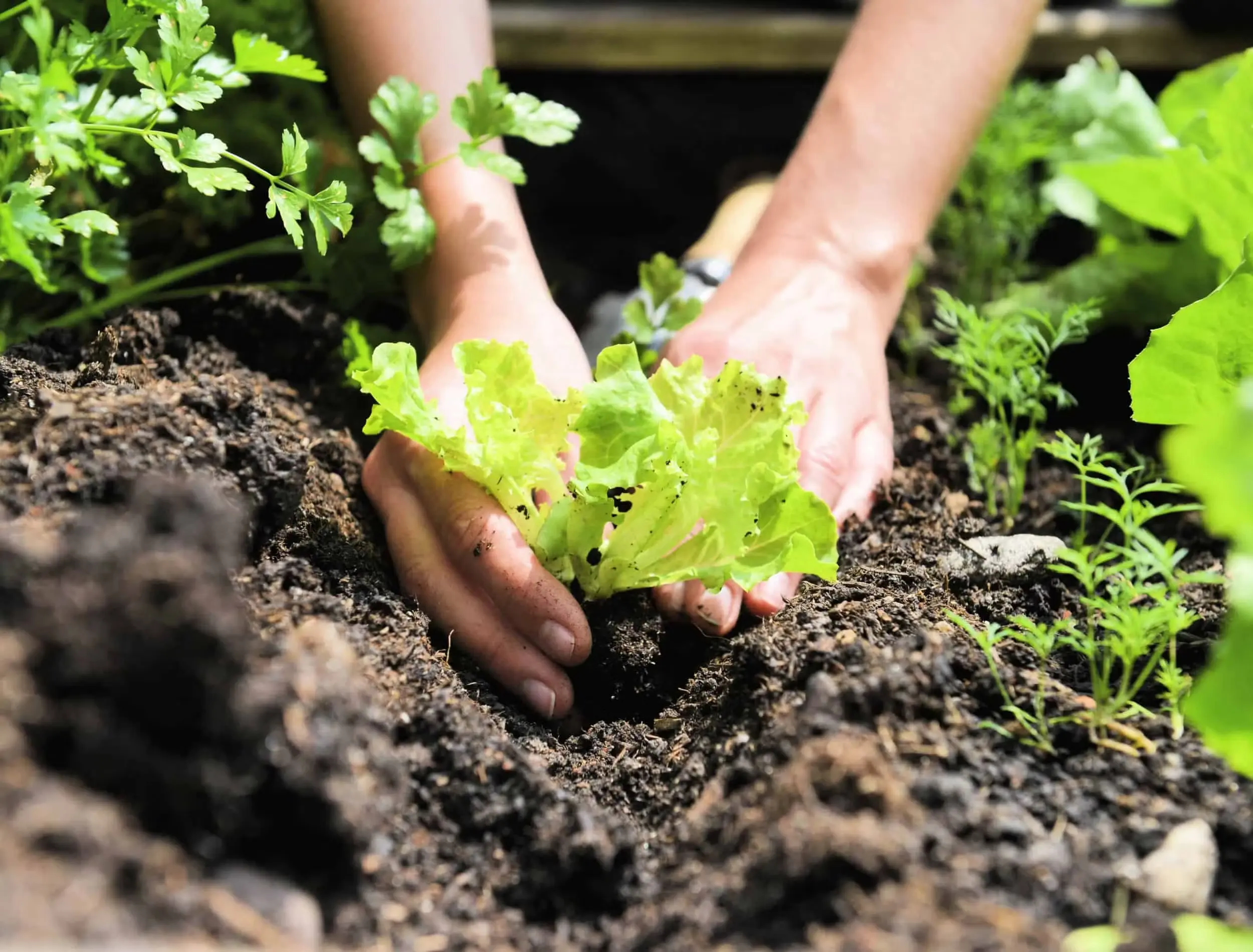 Agrivyn Vermicompost